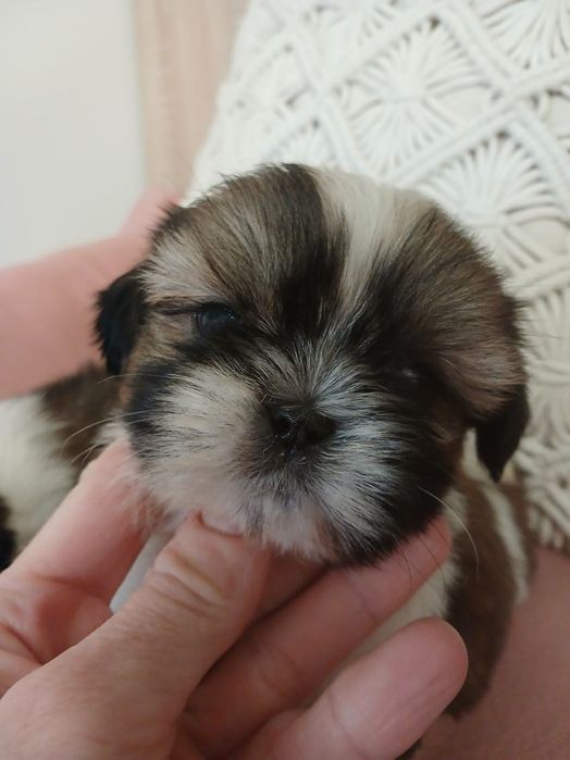 Shih tzu suczka cudo