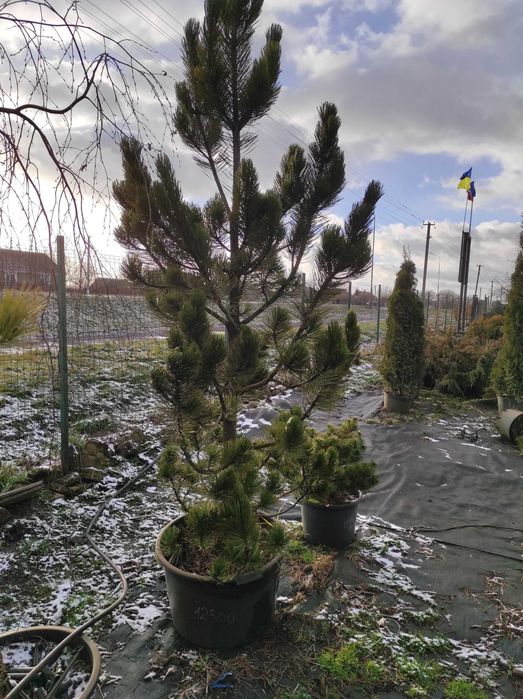 Декоративні сосни