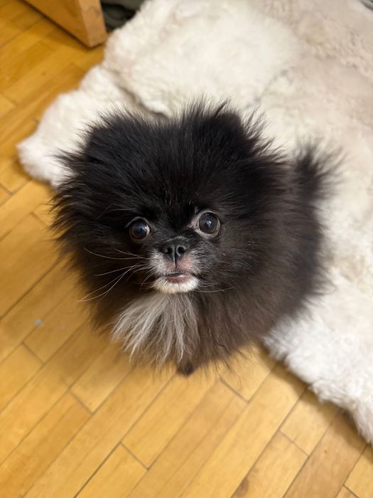 Продаётся щенок померанского шпица (девочка)