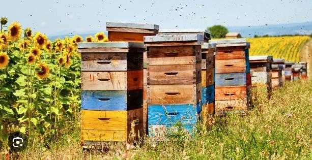Продам інвентар для пасіки б/у... багатокорпусні вулики (Рут) та інше.
