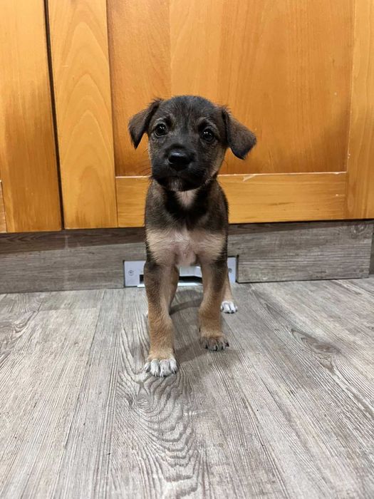 Cadela para adoção