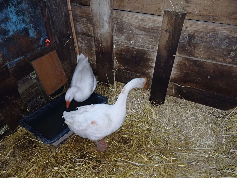 Casal de Gansos  Chinês/Africano x Toulouse
