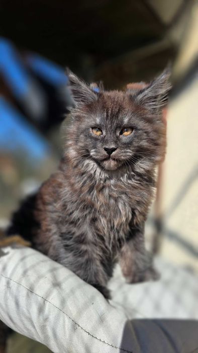 Gandalf, czarny dymny kocurek z rodowodem FPL