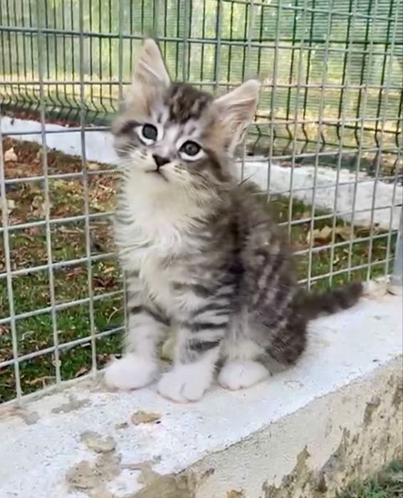 Gatinho Maine Coon
