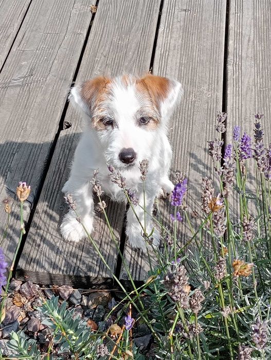Jack RussellTerrier suczka