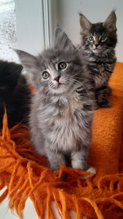 Чудові кошенята мейн кун.