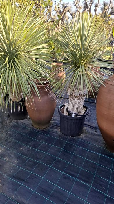 Jardim das Oliveiras