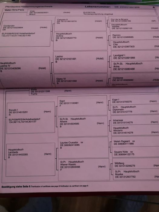 Koń pełny brat Colinero