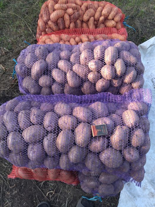 Продам картоплю власного вирощування