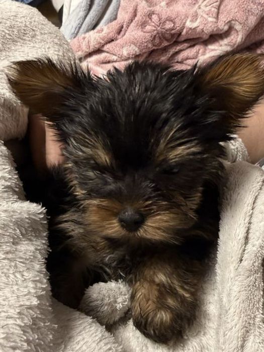 Yorkshire terrier suczka