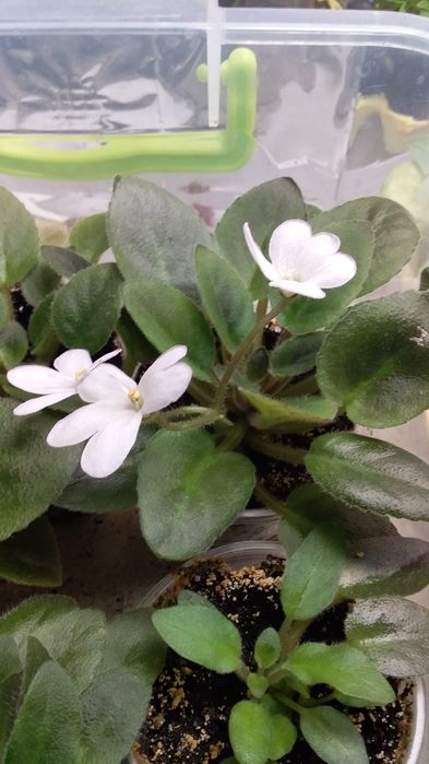 продам цветущие сортовые фиалки