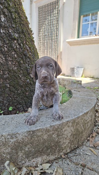 Braco alemão de pelo curto