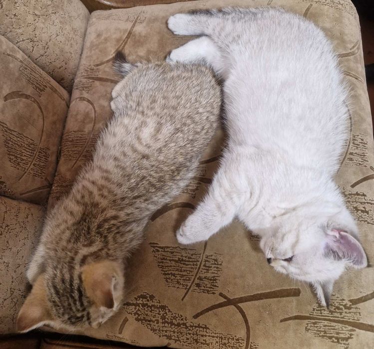 Кошенята Шотладські Скотіш Страйт
