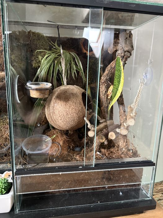 Terrarium z Gekonem Orzesionym