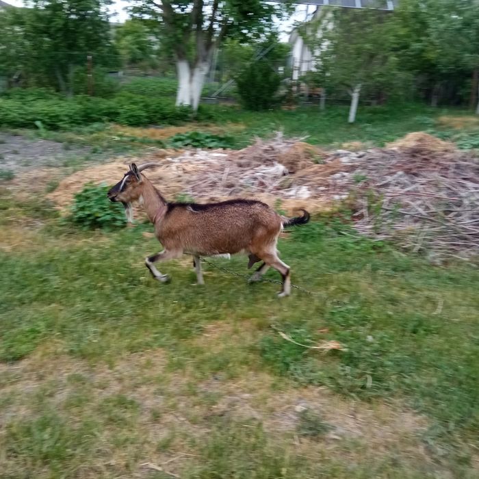 Коза молода, , Козел,