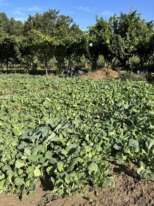 Vende-se tronchuda de planta