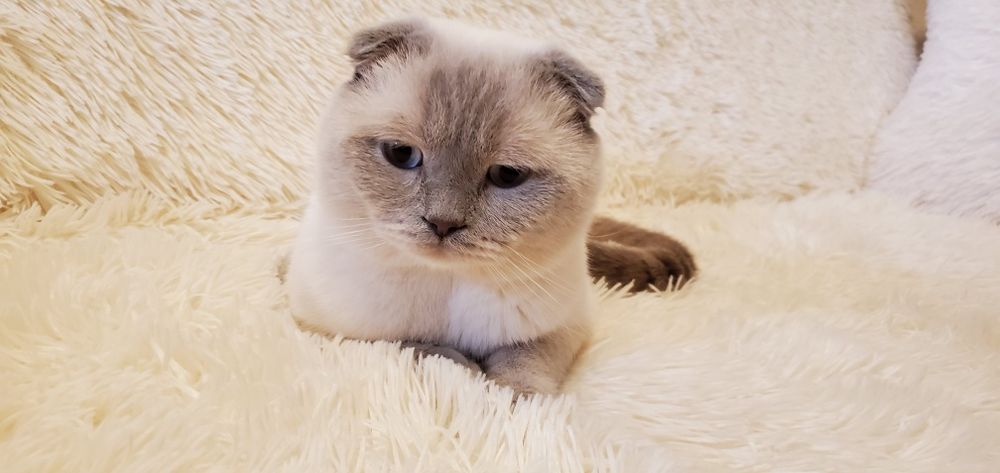 вислоухий лилак поинт