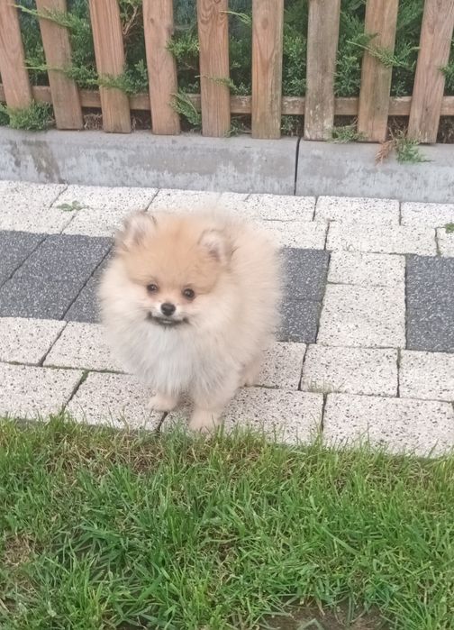 Szpic Pomeranian