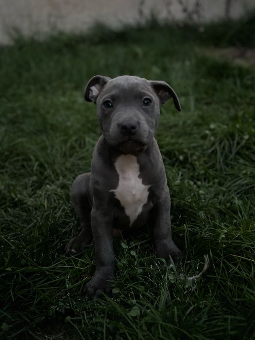 Szczeniak Amstaff