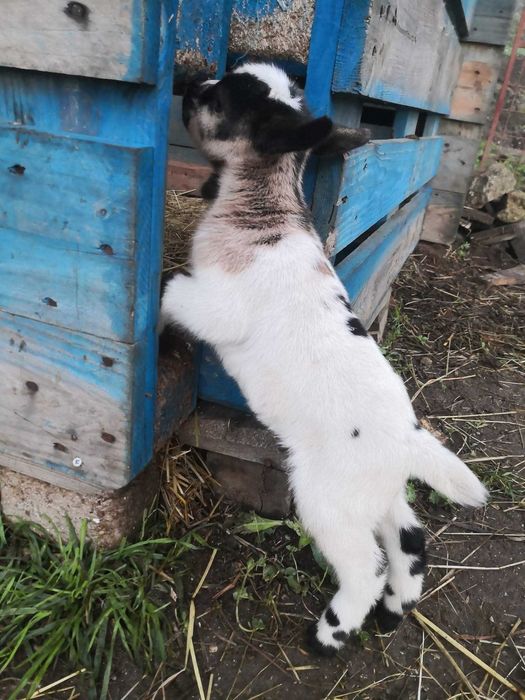 cabrinhas micro anãs