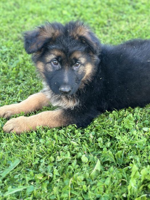 Цуценята німецької вівчарки,дві красуні.