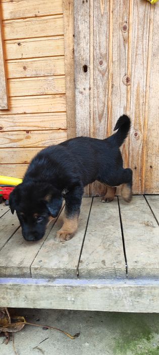 Щенки німецької овчарки