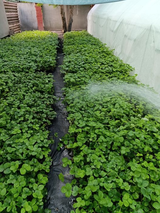 Продам касетну розсаду полуниці сорт Брілаа