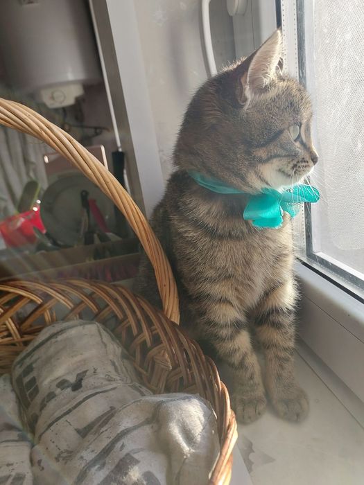 Шерлок та Ватсон  шукають найкращі ручки