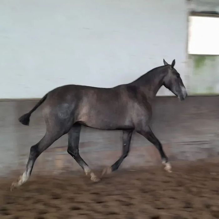 Poldra PSL por Marquês Do Lis X Cegonha