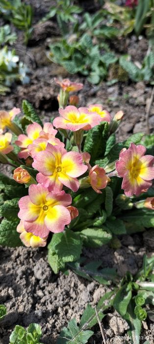 Продам примули баторічні