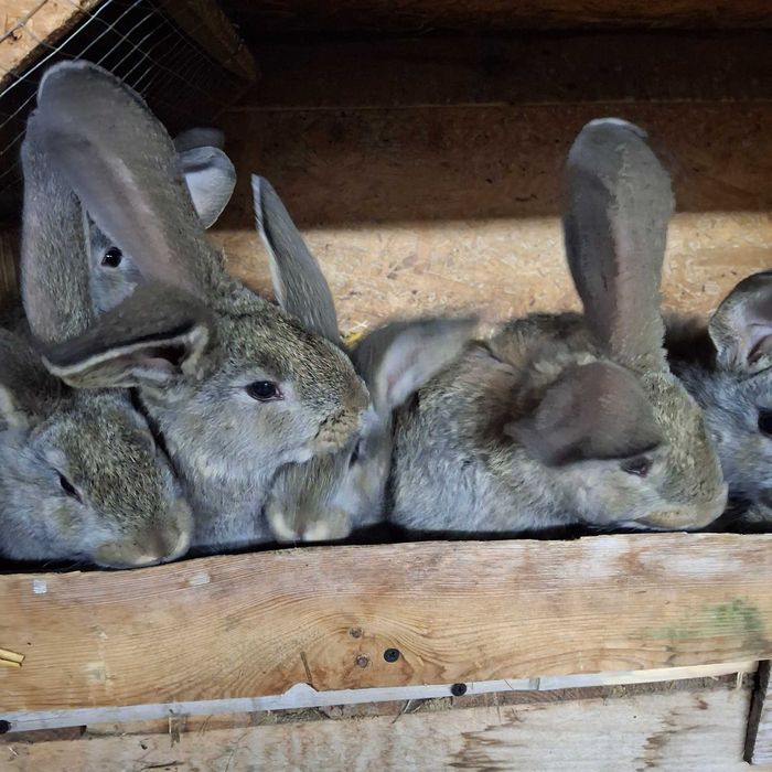 Króliki belgijskie BOS