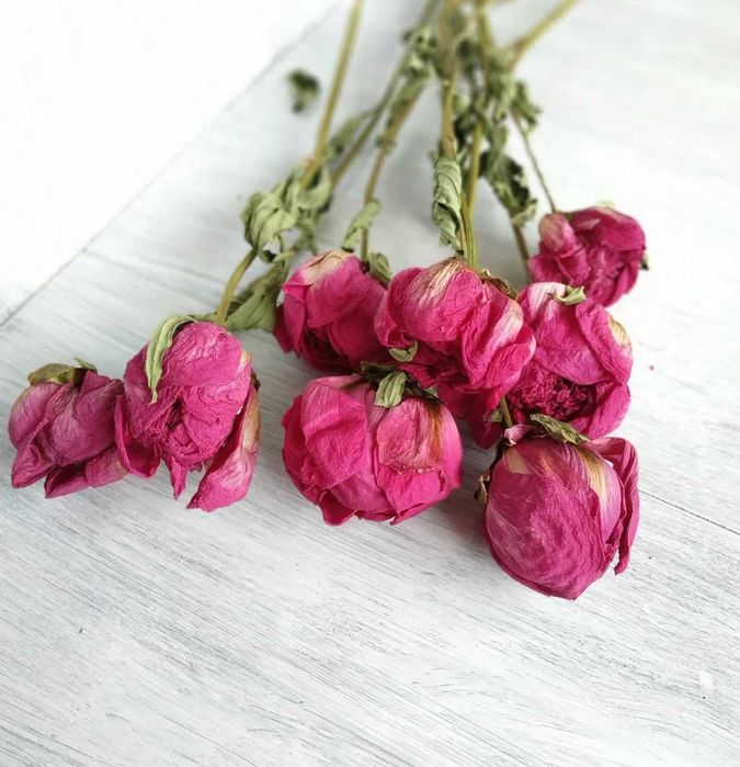 Сухоцвіти півонії зі стеблами бордові та рожеві. Букети сухих квітів