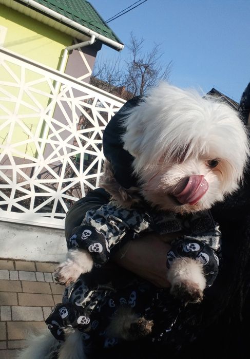 В'язка Мальтійського хлопчика