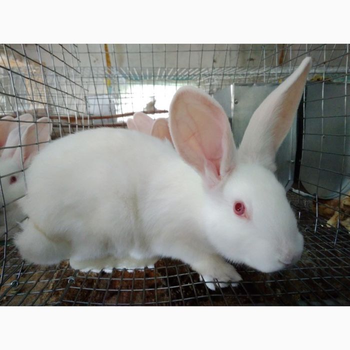Продам кролі термонці