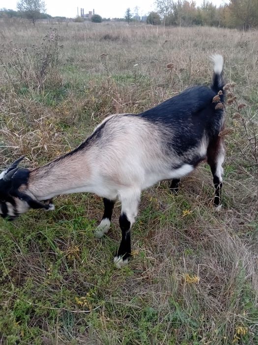 Козочка заано - нубийка