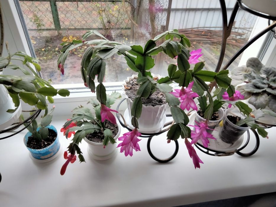 Шлюмбергера персикова