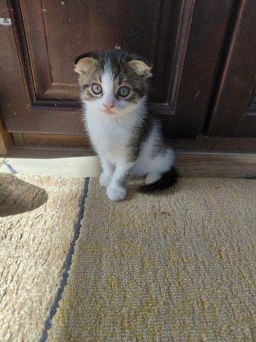 продам чудових висловухих кошенят