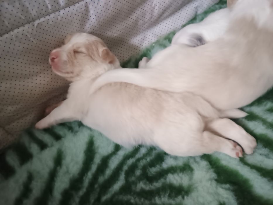 Border collie samiec ee red ZKwP FCI