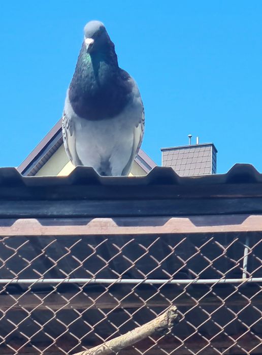 Sprzedam Gołębie rysie