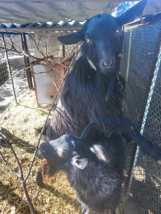 Козёл для вязки на племя.