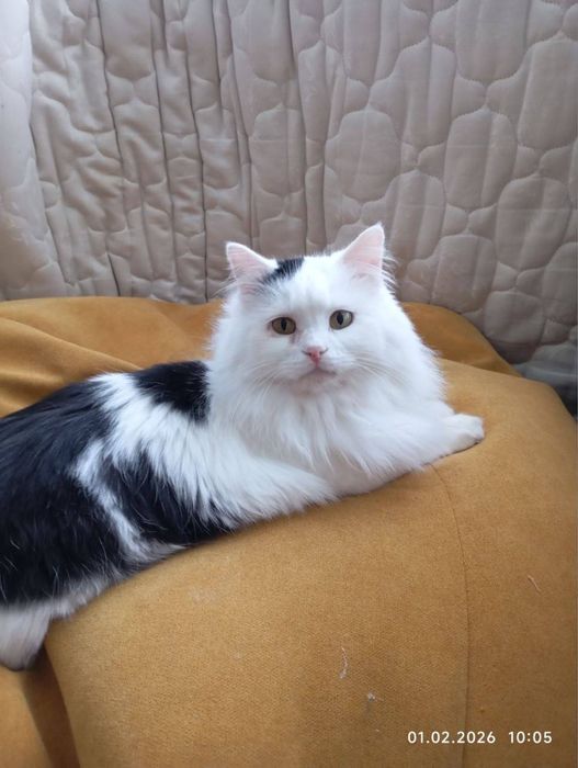 Котик Мішель шукає сімʼю! Вік ~ 1,5р. Волонтерський
