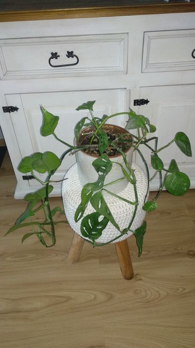 Monstera Monkey Mask