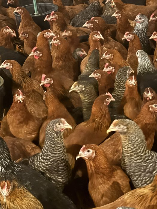 Kury, kurczęta odchowane, indyki, brojlery, kaczki, gęsi