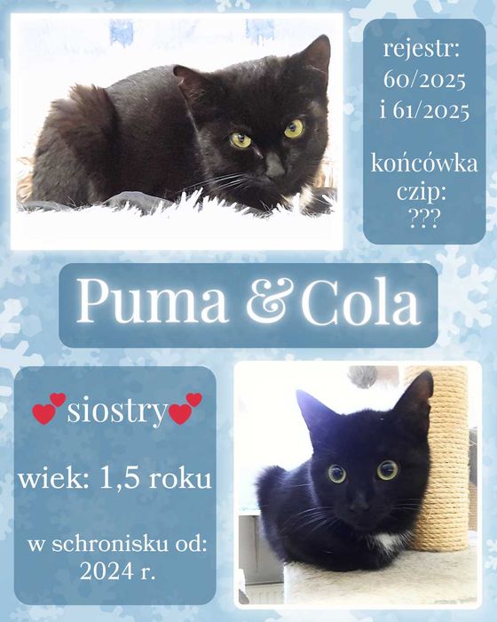 List do Św. Mikołaja – bezdomne siostry Puma i Cola / Olsztyn