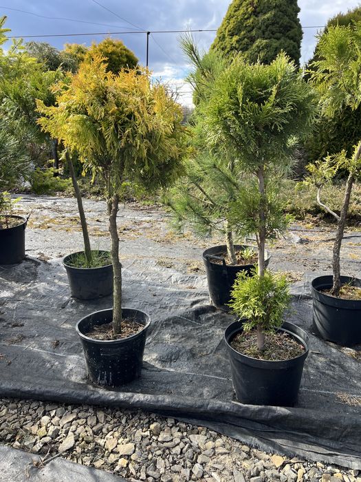 Bonsai iglaki formowane sosna tuja cyprys cyprysik na pniu szczepione