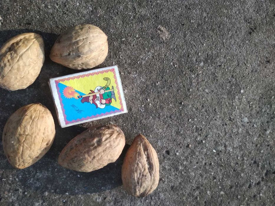 Продам саджанці горіха