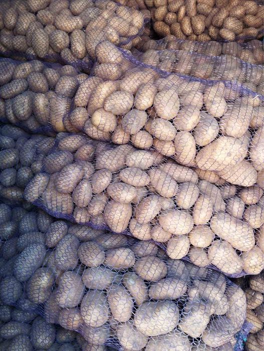 Продам велику картоплю Оптом