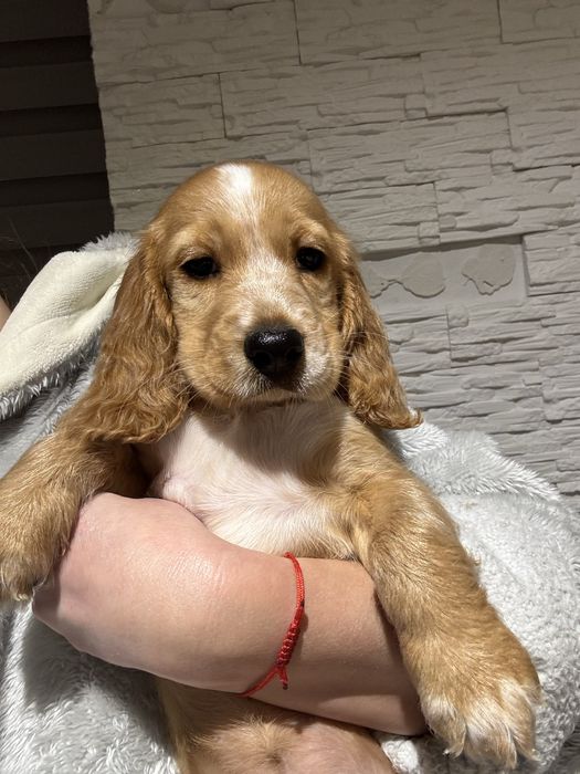 Самі неймовірно гарні дітки з документами