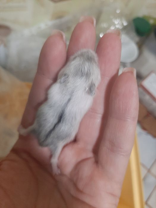 Хом'ячки джунгарики