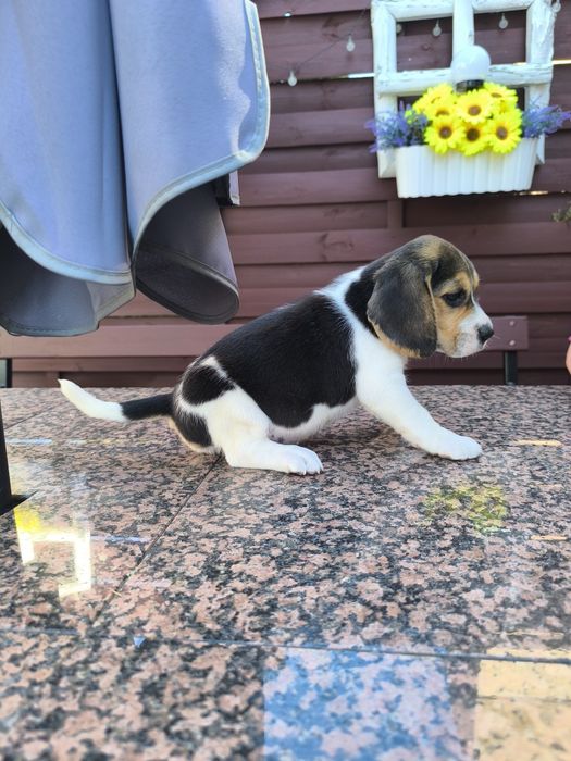 Beagle suczka bicolor Fibi mocna budowa odbiór sierpień